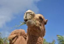 camel on hump day
