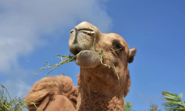 camel on hump day
