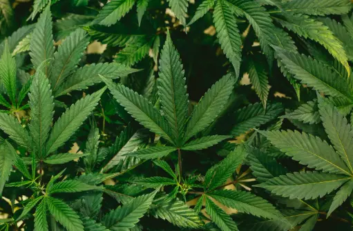 How to Choose a Dispensary A Beginner’s Guide to Cannabis